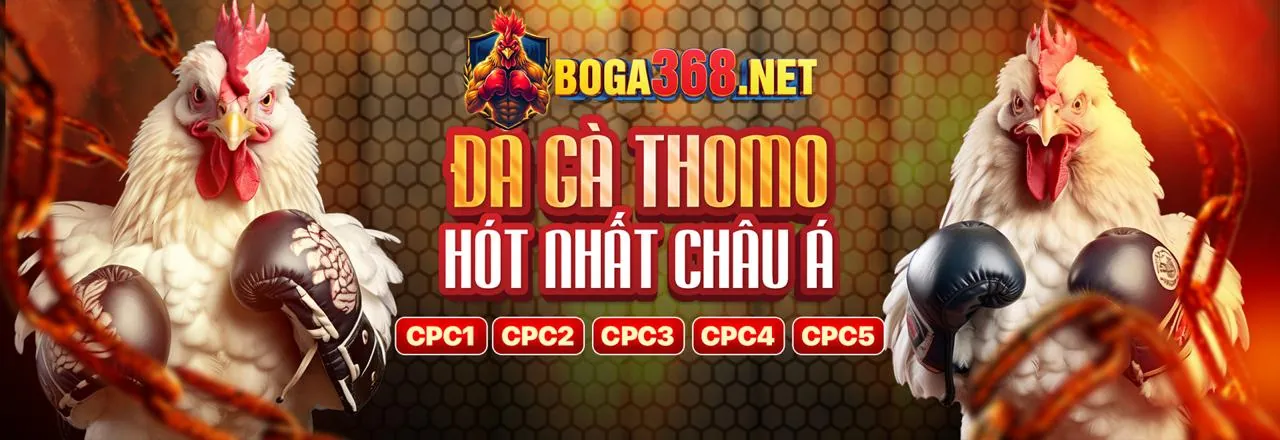 Đá gà trực tuyến kịch tính tại ABC888